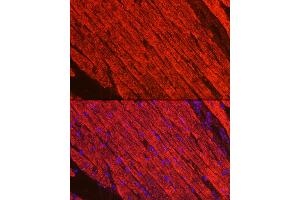 Immunofluorescence analysis of mouse heart using MYH1 Rabbit pAb (ABIN6130946, ABIN6144230, ABIN6144231 and ABIN6222678) at dilution of 1:100 (40x lens). (MYH1 antibody  (AA 1-100))