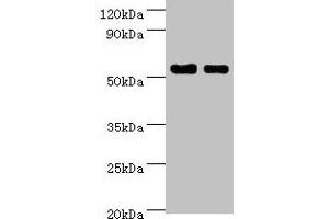 Western blot All lanes: SHMT1 antibody at 7 μg/mL Lane 1: Hela whole cell lysate Lane 2: HepG2 whole cell lysate Secondary Goat polyclonal to rabbit IgG at 1/10000 dilution Predicted band size: 54, 50, 45, 38 kDa Observed band size: 54 kDa (SHMT1 antibody  (AA 324-483))