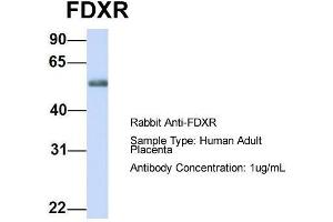Host: Rabbit  Target Name: FDXR  Sample Tissue: Human Adult Placenta  Antibody Dilution: 1. (Ferredoxin Reductase antibody  (Middle Region))
