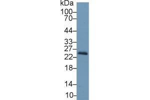 Western Blotting (WB) image for anti-Retinol Binding Protein 4, Plasma (RBP4) (AA 63-245) antibody (ABIN7429286)