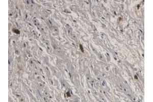RNASE3 antibody  (AA 30-154)