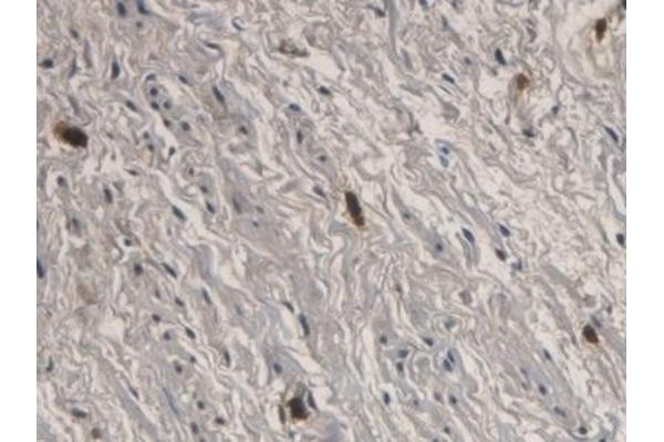 RNASE3 antibody  (AA 30-154)