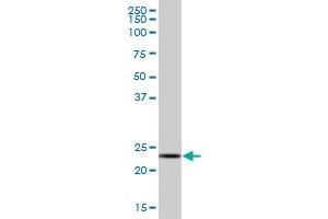 PSMB3 MaxPab polyclonal antibody. (PSMB3 antibody  (AA 1-205))