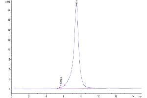 The purity of Mouse IL-7R alpha is greater than 95 % as determined by SEC-HPLC. (IL7R Protein (AA 21-239) (Fc Tag))