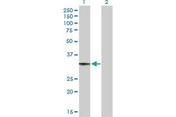 CCDC108 antibody  (AA 1-271)