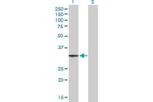Western Blot analysis of CCDC108 expression in transfected 293T cell line by CCDC108 MaxPab polyclonal antibody. (CCDC108 antibody  (AA 1-271))