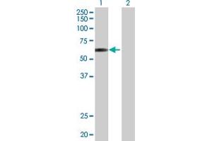 Western Blot analysis of E2F4 expression in transfected 293T cell line by E2F4 MaxPab polyclonal antibody. (E2F4 antibody  (AA 1-413))