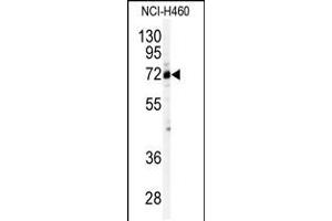 Western blot analysis of anti-CSTF2 Antibody in NCI-H460 cell line lysates (35ug/lane). (CSTF2 antibody  (N-Term))
