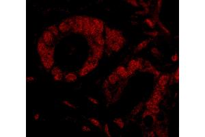 Immunofluorescence (IF) image for anti-Smg-9 Homolog, Nonsense Mediated mRNA Decay Factor (SMG9) (AA 75-125) antibody (ABIN7449026)