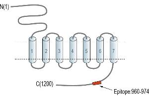 anti-G Protein-Coupled Receptor 158 (GPR158) (AA 960-974), (C-Term), (Intracellular) antibody