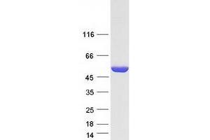 Validation with Western Blot (ASL Protein (Transcript Variant 2) (Myc-DYKDDDDK Tag))