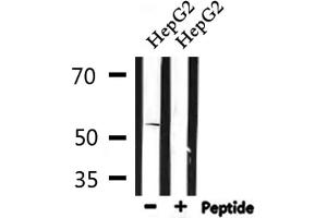 Western blot analysis of extracts from HepG2, using 5-HT-2B Antibody. (Serotonin Receptor 2B antibody  (Internal Region))