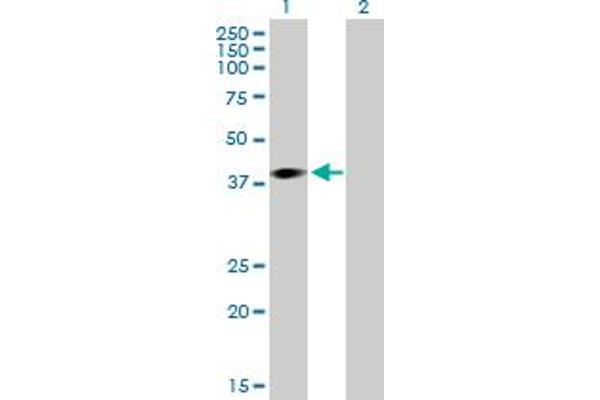ARPM1 antibody  (AA 1-372)