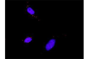 Proximity Ligation Analysis of protein-protein interactions between RPS6KA3 and PDPK1. (PDPK1 antibody  (AA 1-429))