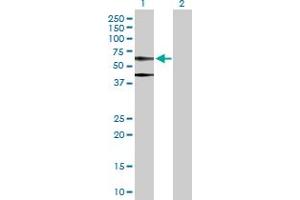 Western Blot analysis of ACTB expression in transfected 293T cell line by ACTB MaxPab polyclonal antibody. (beta Actin antibody  (AA 1-375))