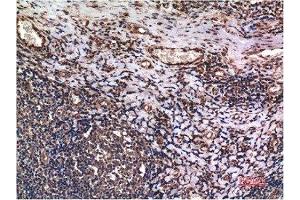 Immunohistochemical analysis of paraffin-embedded Human Tonsil Tissue using Cyclin B1 Mouse mAb diluted at 1:200. (Cyclin B1 antibody)