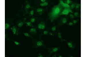Immunofluorescence (IF) image for anti-Retinoblastoma Binding Protein 9 (RBBP9) antibody (ABIN1500627) (RBBP9 antibody)