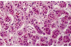 Human Adrenal: Formalin-Fixed, Paraffin-Embedded (FFPE) (Aurora Kinase B antibody  (pThr232))