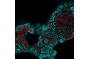 Confocal immunofluorescence image of MCF-7 cells using Cytokeratin 15 Mouse Monoclonal Antibody (KRT15/2959) followed by Goat anti-Mouse CF488 (Cyan) and Reddot is used to label the nuclei Red. (KRT15 antibody)