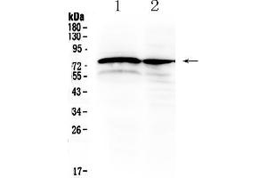 Western blot analysis of DVL1 using anti- DVL1 antibody . (DVL1 antibody  (Middle Region))