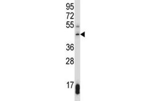 SUV39H1 antibody western blot analysis in 293 lysate. (SUV39H1 antibody  (AA 79-108))