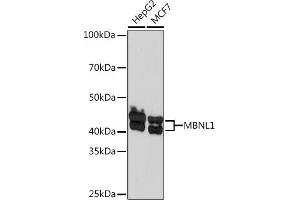 Western blot analysis of extracts of various cell lines, using MBNL1 Rabbit mAb (ABIN7268704) at 1:1000 dilution. (MBNL1 antibody)