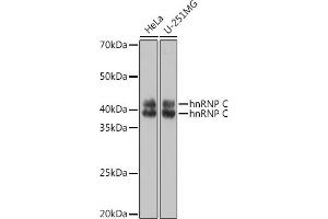 Western blot analysis of extracts of various cell lines, using hnRNP C Polyclonal Antibody (ABIN7267630) at 1:1000 dilution. (HNRNPC antibody)