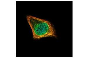 ICC/IF Image Confocal immunofluorescence analysis (Olympus FV10i) of paraformaldehyde-fixed HeLa, using CENPF, antibody (Green) at 1:500 dilution. (CENPF antibody  (C-Term))