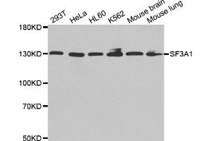 Western blot analysis of extracts of various cell lines, using SF3A1 antibody. (SF3A1 antibody  (AA 443-793))