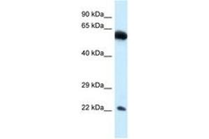 Image no. 1 for anti-Nicolin 1 (NICN1) (AA 80-129) antibody (ABIN6747445)