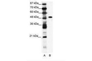 ZNF541 Antikörper  (AA 783-832)