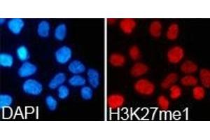 Immunofluorescence analysis of 293T cell using H3K27me1 antibody. (Histone 3 antibody  (H3K27me))