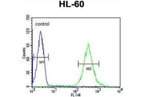 Flow cytometric analysis of HL-60 cells using Guanine deaminase Antibody (N-term) Cat. (GDA antibody  (N-Term))