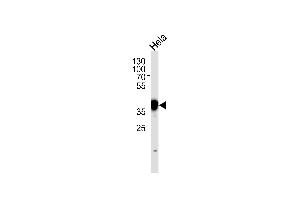 N Antibody (N-term) (ABIN389342 and ABIN2839451) western blot analysis in Hela cell line lysates (35 μg/lane). (NPM1 antibody  (N-Term))