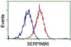 Flow cytometric Analysis of Hela cells, using anti-SERPINB6 antibody (ABIN2455600), (Red), compared to a nonspecific negative control antibody, (Blue). (SERPINB6 antibody)