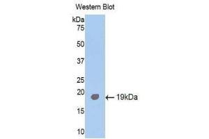 Western Blotting (WB) image for anti-Activin Receptor Type I (ACRV1) (AA 208-340) antibody (ABIN1174014)