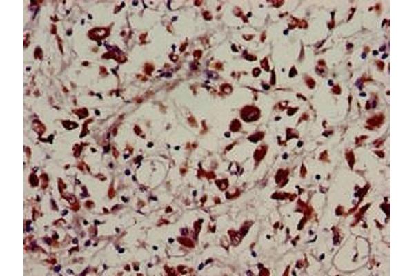 USP22 antibody  (C-Term)