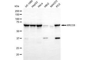 Western blotting analysis using XRCC6 antibody (ABIN7800879).