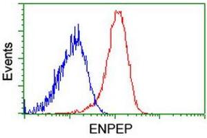Flow cytometric Analysis of Hela cells, using anti-ENPEP antibody (ABIN2455410), (Red), compared to a nonspecific negative control antibody, (Blue).