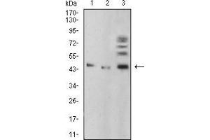 Western blot analysis using BMP4 mouse mAb against A549 (1), HepG2 (2), and C6 (3) cell lysate. (BMP4 antibody  (AA 277-408))