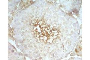Mouse testis tissue stained by rabbit Anti-Beta Defensin 8 (Mouse) Serum (DEFB108B antibody)