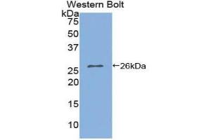 Western Blotting (WB) image for anti-Interleukin 2 Receptor, alpha (IL2RA) (AA 22-213) antibody (ABIN1859412) (CD25 antibody  (AA 22-213))