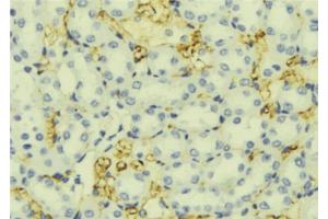ABIN6276800 at 1/100 staining Mouse liver tissue by IHC-P. (UGT1A9 antibody  (C-Term))