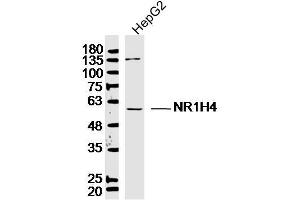 Lane 1: HepG2 lysates probed with Bile Acid Receptor NR1H4 Antibody  at 1:300 overnight at 4˚C. (NR1H4 antibody  (AA 175-280))