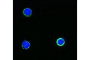 Immunofluorescence (IF) image for anti-CD3 (CD3) antibody (Biotin) (ABIN2660834) (CD3 antibody  (Biotin))