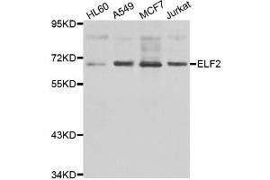 Western blot analysis of extracts of various cell lines, using ELF2 antibody. (ELF2 antibody  (AA 1-140))
