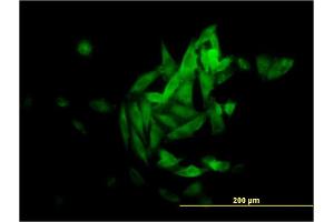 Immunofluorescence (IF) image for anti-NAD(P)H Dehydrogenase, Quinone 1 (NQO1) (AA 1-274) antibody (ABIN560604)