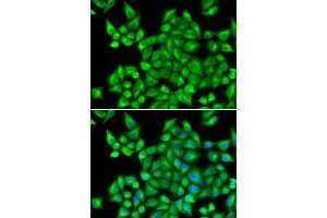 Immunofluorescence (IF) image for anti-Dehydrogenase/reductase (SDR Family) Member 9 (DHRS9) antibody (ABIN1980340) (DHRS9 antibody)