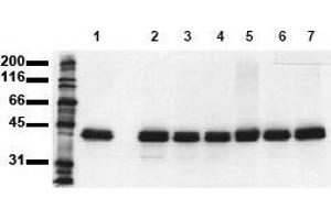 Western Blotting (WB) image for anti-Mitogen-Activated Protein Kinase 1 (MAPK1) (N-Term) antibody (ABIN126833) (ERK2 antibody  (N-Term))