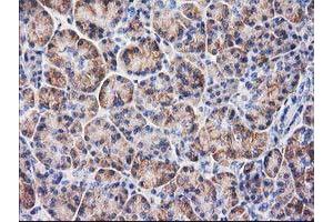 Immunohistochemical staining of paraffin-embedded Human pancreas tissue using anti-BECN1 mouse monoclonal antibody. (Beclin 1 antibody)